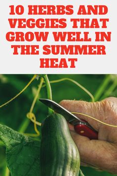 a hand holding a pair of scissors next to a cucumber with the words 10 herbs and veggies that grow well in the summer heat