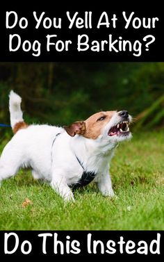 a dog barking with the words do you yell at your dog for barking? don't this instead