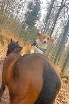 a small dog sitting on the back of a brown horse's back in a wooded area