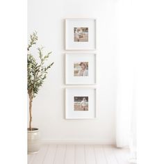 three pictures hanging on the wall next to a potted plant in a white room