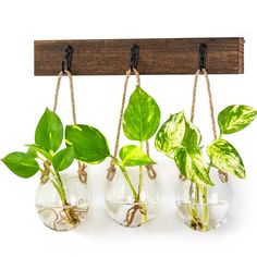 three glass vases with plants in them hanging from a wooden hook on a white background