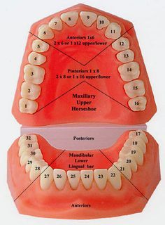 Teeth Numbers, Teeth Diagram, Dental Assistant School, Dental Hygienist School, Dental Assistant Study, Human Mouth, Dental Education, Misaligned Teeth, Kedokteran Gigi