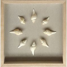 six seashells are arranged in a shadow box