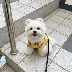 a small white dog wearing a yellow shirt sitting on the ground next to some stairs