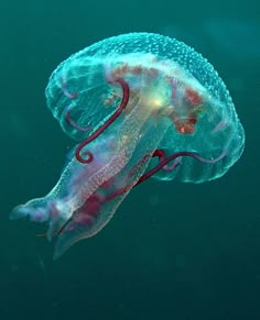 an underwater jellyfish swimming in the ocean