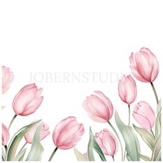 pink tulips on white background with space for text