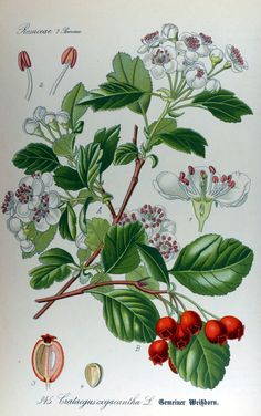 an illustration of flowers and leaves on a white background with red berries in the foreground