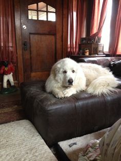 a large white dog laying on top of a leather couch