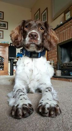 a brown and white dog laying on top of a carpet next to a fire place