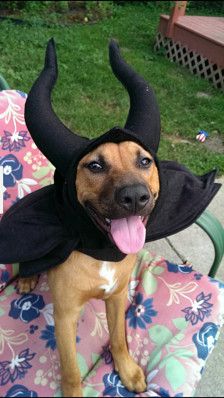 a brown dog wearing a black hat with horns on it's head and tongue hanging out