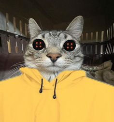 a gray cat with orange eyes wearing a yellow hoodie and looking at the camera