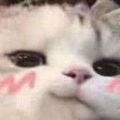 a close up of a white cat's face with black and red markings on it