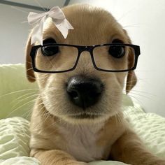 a puppy wearing glasses with a bow on its head