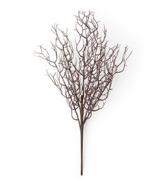 a branch with no leaves is shown against a white background