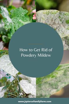 the words how to get rid of powdery mildew on top of green leaves