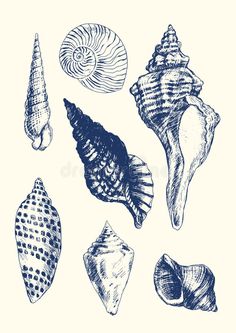 sea shells drawn in ink on white paper