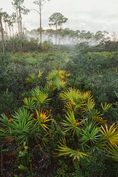 an aerial view of trees and plants in the woods