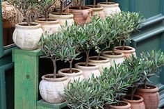 several potted plants are sitting in front of each other on the shelf at a store