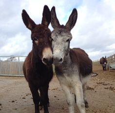 two donkeys are standing next to each other