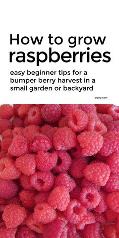 raspberries with the title how to grow raspberries easy beginner tips for a bumper berry harvest in a small garden or backyard