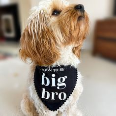 a dog wearing a bib with the words, look to be big bro written on it