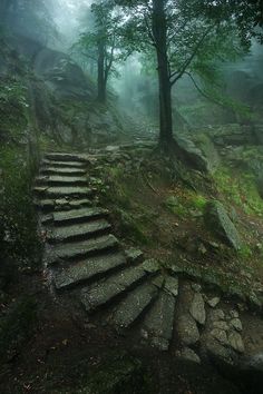 a stone staircase in the woods on a foggy day