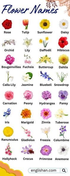 flower names in english with pictures of different flowers and their meanings, including the names