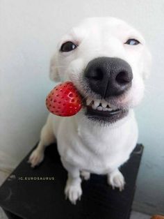 a white dog holding a strawberry in its mouth while sitting on top of a table