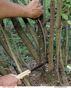 a man is trimming the branches of a tree with a pair of tongs