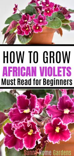 how to grow african violets for beginners in the sun and home gardener's guide