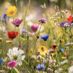 colorful wildflowers and daisies in a field