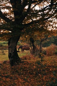 two horses are grazing in an open field under a tree with leaves on the ground