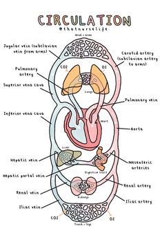 diagram of the circulator system