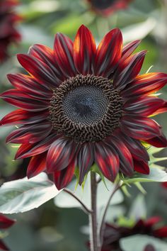 a large red flower with green leaves in the foreground and an orange center surrounded by other flowers