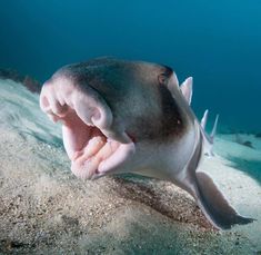 a large fish with its mouth open on the bottom of some sand in the ocean