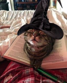 a cat wearing a witches hat laying on top of an open book with its eyes closed