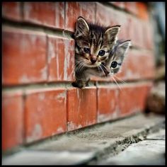 two small kittens peeking out from behind a brick wall, looking at the camera