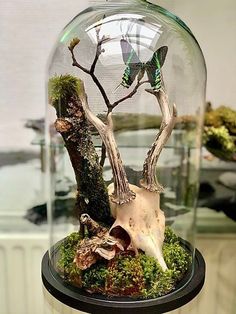 a glass clochet with a tree inside of it