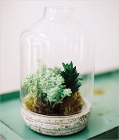 a glass jar with some plants in it