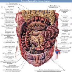 an image of the human body with all its organs and their major functions in it