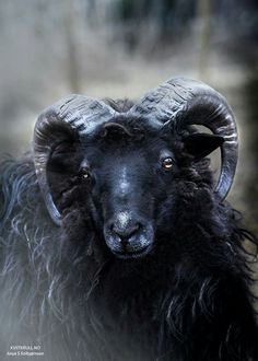 a black ram with long horns standing in the grass and looking at the camera while it's close up