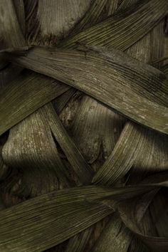 close up view of the bark of a tree with very long strips of wood on it