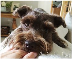 a dog is being petted by someone's hand on top of a bed