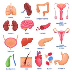 the anatomy of the human body and its organs, including lungs, stomachs, livers