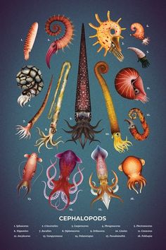 an illustration of cephalopodss and other animals