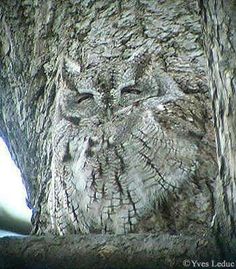 an owl is sitting in the middle of a tree with its eyes open and it's head turned to the side