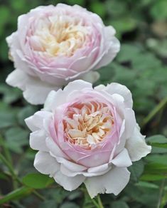 two white and pink flowers with green leaves