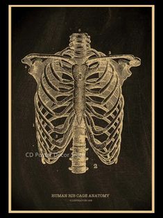 the human ribcage anatomy is shown in this black and white poster, with an old