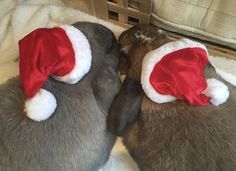 two dogs wearing santa hats laying on top of a bed next to eachother