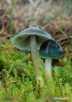 a close up of a mushroom on the ground